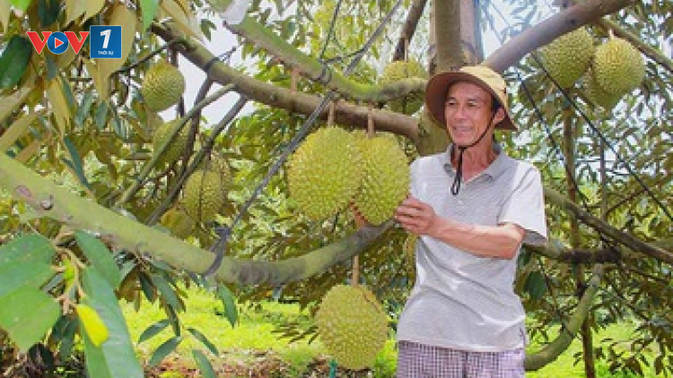 Đua nhau chặt cà phê và hồ tiêu để trồng sầu riêng: Hậu quả khó lường (28/02/2023)