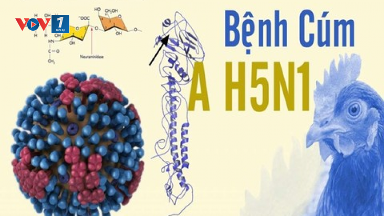 THỜI SỰ 21H30 ĐÊM 2/3/2023: Thành phố Hồ Chí Minh chưa ghi nhận ca bệnh liên quan đến cúm A (H5N1)
