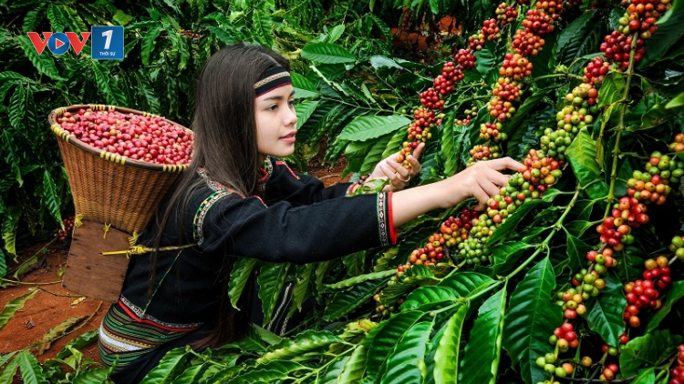 Xây dựng văn hóa cà phê để gia tăng giá trị (14/03/2023)