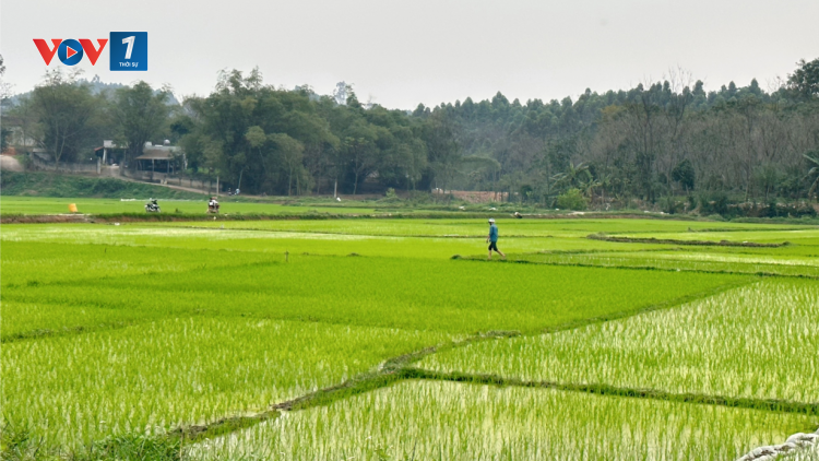 Vĩnh Phúc đảm bảo nước dưỡng lúa vụ Xuân 2023. (17/03/2023)
