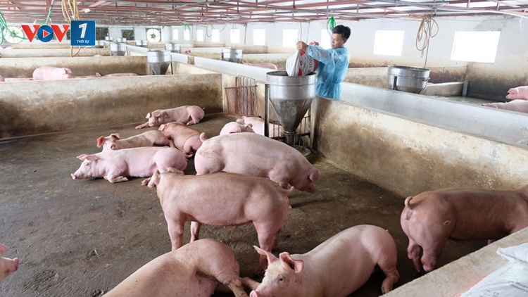 Giá lợn hơi giảm sâu nguyên nhân do đâu (12/03/2023)
