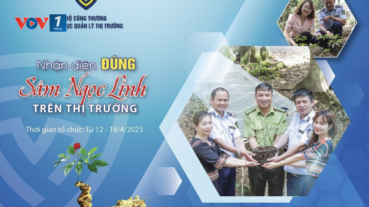 Nhận diện đúng sâm Ngọc Linh trên thị trường (11/4/2023)