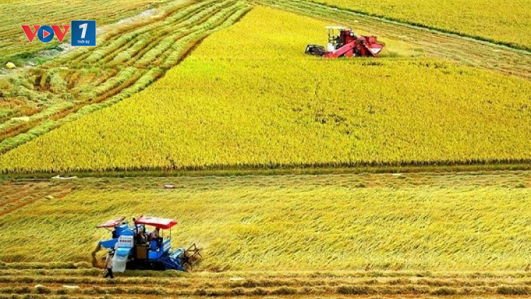 Tăng thu nhập cho nông dân trồng lúa với Đề án 1 triệu hecta chuyên canh lúa chất lượng cao (23/04/2023)