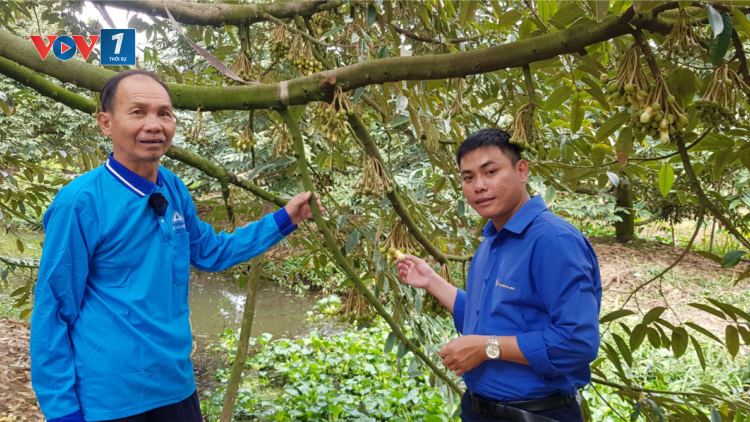 Chăm sóc sầu riêng giai đoạn ra hoa, đậu quả (18/04/2023)
