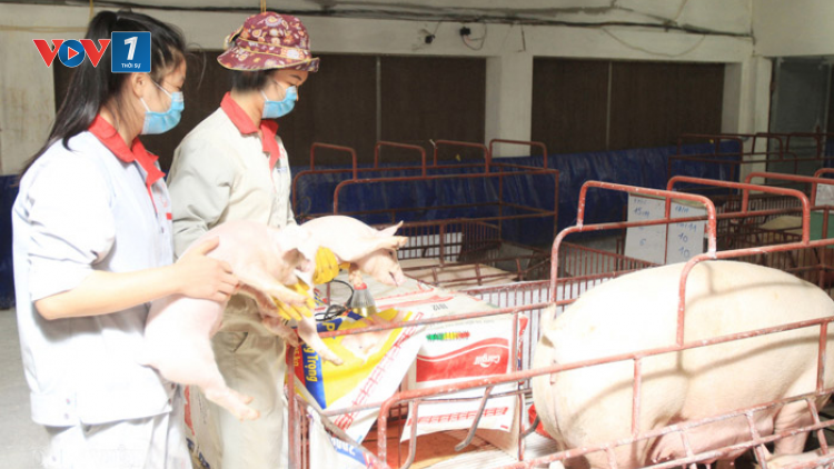 Ngành chăn nuôi vượt khó, tìm kiếm thị trường mới (24/04/2023)