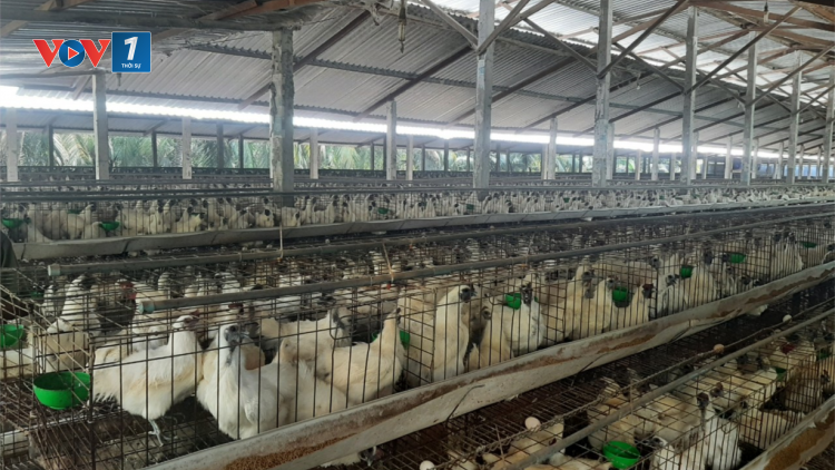 Chăn nuôi gia cầm ở Tiền Giang “tiến thoái lưỡng nan” (14/04/2023)