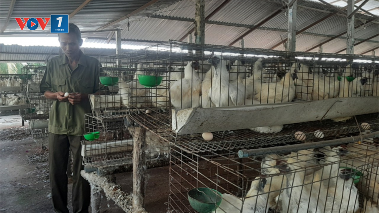 Chăn nuôi gia cầm ở Tiền Giang “tiến thoái lưỡng nan”. (21/04/2023)