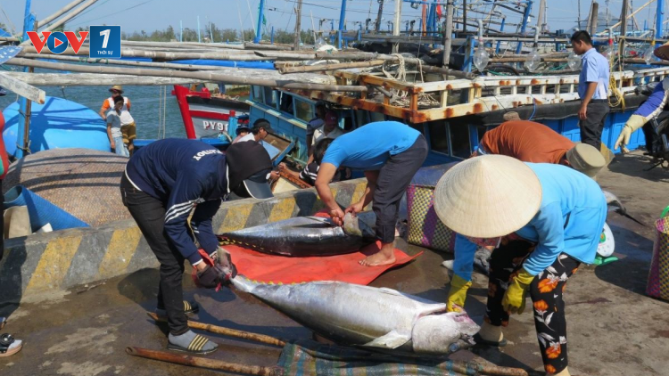 THỜI SỰ 12H TRƯA 21/4/2023: Các ngành chức năng và địa phương đang chạy nước rút với nhiều giải pháp quyết liệt nhằm gỡ thẻ vàng ngành thủy sản