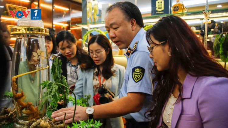 Nhận diện đúng Sâm Ngọc Linh trên thị trường (13/4/2023)