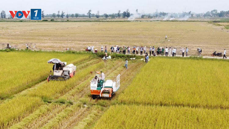 Lúa gạo hữu cơ vùng nắng gió, cát trắng xuất ngoại (20/04/2023)