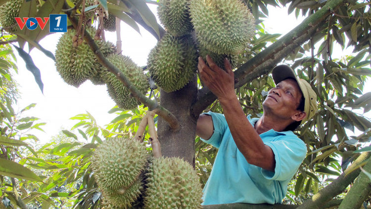 Bùng nổ sầu riêng ở Tây Nguyên: Biết người biết ta trong cuộc cạnh tranh lớn (14/05/2023)