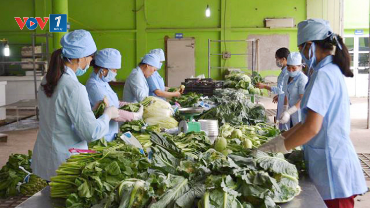 “Nóng” tình trạng vi phạm về an toàn thực phẩm (16/5/2023)