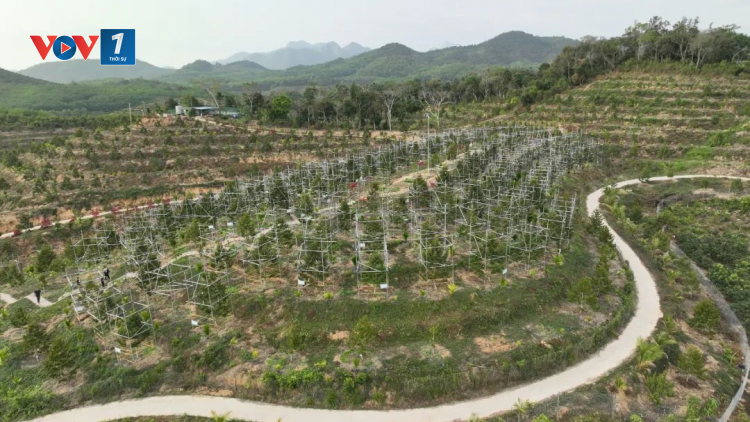 Bùng nổ sầu riêng ở Tây Nguyên: Biết người biết ta trong cuộc cạnh tranh lớn (13/05/2023)