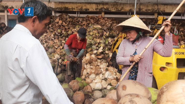 Bến Tre - doanh nghiệp thu mua dừa nợ tiền nhà vườn (25/05/2023)