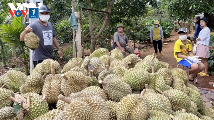 Bùng nổ sầu riêng ở Tây Nguyên và nguy cơ rủi ro (10+11/06/2023)