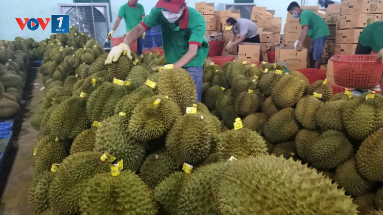 THỜI SỰ 18H CHIỀU 16/6/2023: Đồng Nai xuất khẩu chính ngạch 360 tấn sầu riêng đầu tiên sang thị trường Trung Quốc