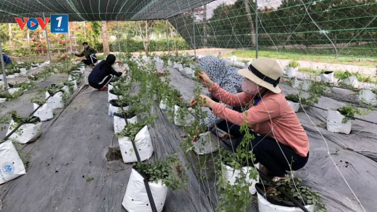 Khoa học công nghệ giúp nông sản vùng cao bứt phá (29/06/2023)