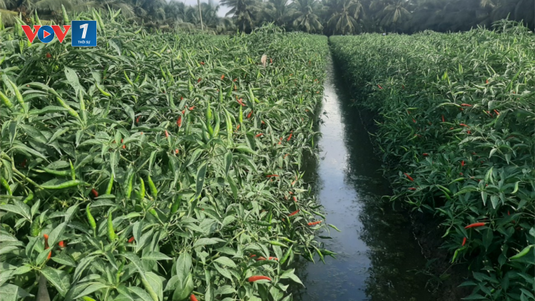"Ngọt ngào" vụ ớt đầu mùa ở Tiền Giang (26/06/2023)