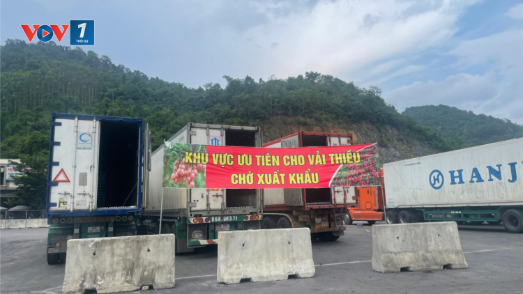 Lạng Sơn tạo điều kiện thuận lợi cho vải thiều xuất khẩu. (24+25/06/2023)