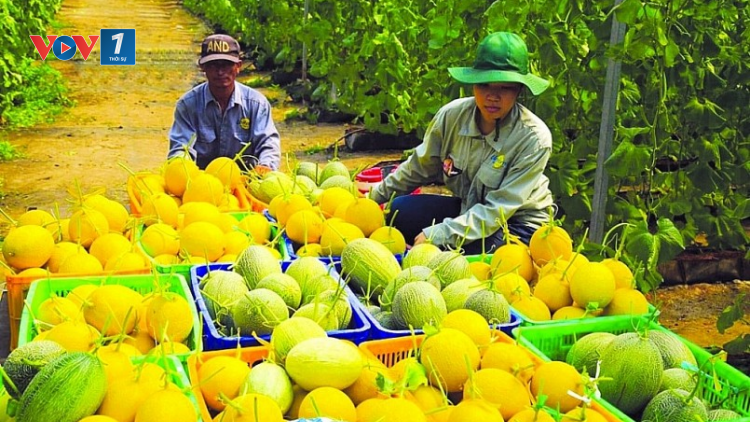 THỜI SỰ 18H CHIỀU 21/6/2023: Kim ngạch xuất khẩu nông sản đang có mức tăng trưởng đột biến và có thể lập kỷ lục