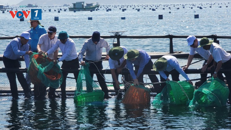 Nuôi biển công nghiệp gắn bảo vệ môi trường, tích hợp phát triển đa ngành (05/07/2023)