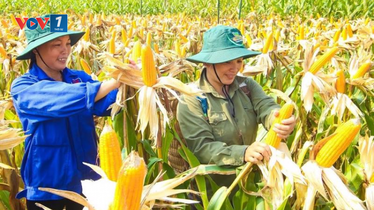 Kiến thức trồng và chăm sóc cây ngô vụ hè thu (18/07/2023)