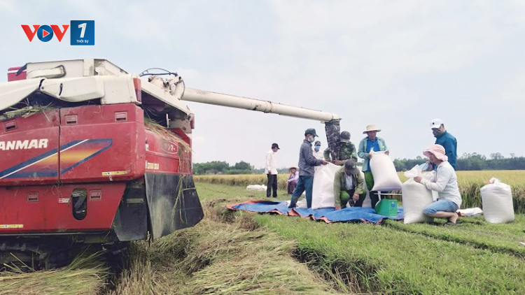 Thái Bình: Tiêu thụ nông sản bền vững rất cần doanh nghiệp liên kết (13/7/2023)