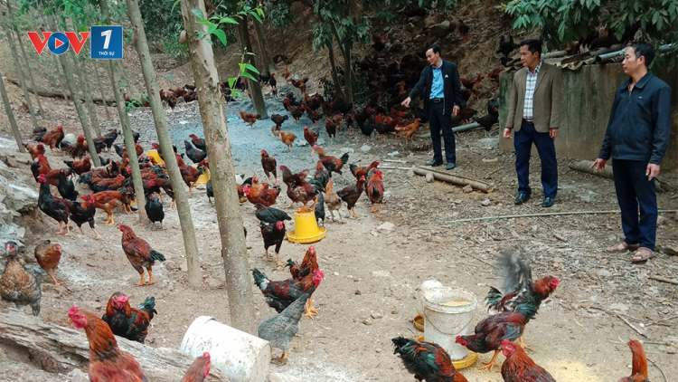 Bắc Giang: Tín dụng chính sách góp phần đẩy mạnh sản xuất, kinh doanh (11/7/2023)