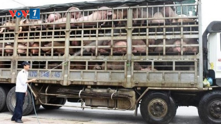 Tăng cường phối hợp kiểm tra, ngăn chặn và xử lý nghiêm trường hợp nhập lậu, vận chuyển trái phép lợn qua biên giới vào Việt Nam. (8/8/2023)
