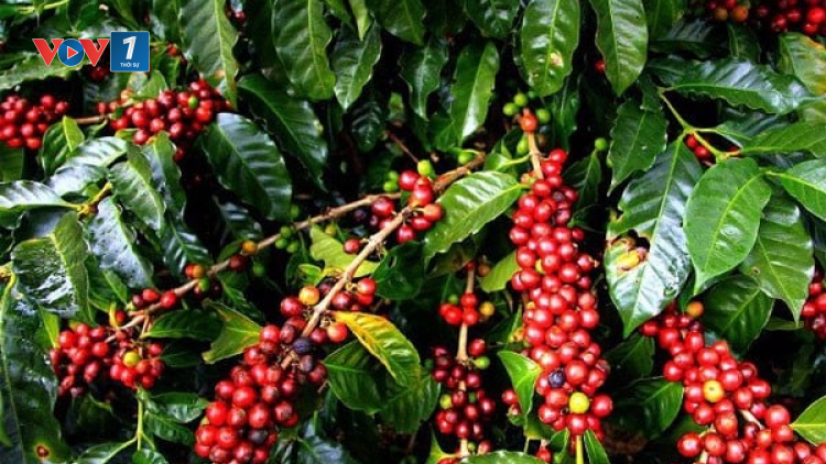 Nâng cao chất lượng, giá trị, vị thế và sức cạnh tranh của hạt cà phê robusta Việt Nam (01/08/2023)