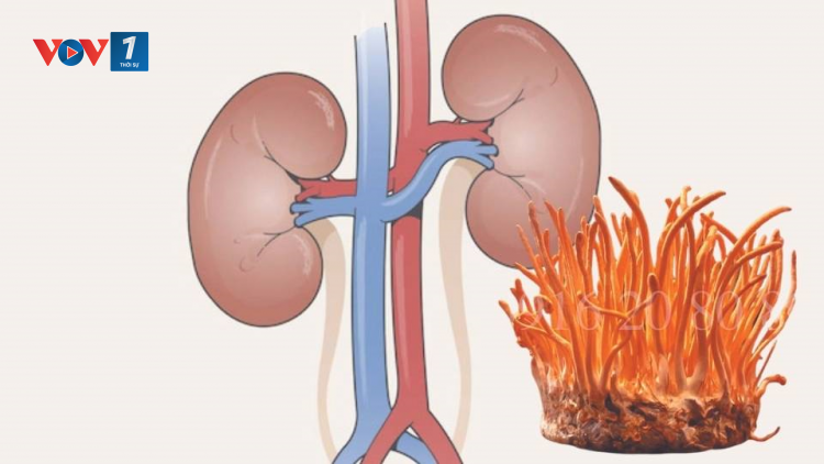 Thận yếu ảnh hưởng tới sinh lý và bài thuốc từ Đông trùng hạ thảo đối với các bệnh về thận (12/8/2023)