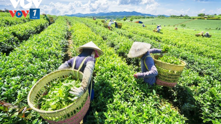 Phát triển thương mại miền núi, hải đảo: Hướng tới thu hẹp khoảng cách giữa các vùng miền (29/08/2023)