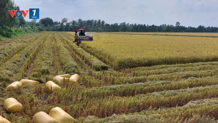 Chủ động ứng phó xâm nhập mặn để đảm bảo 10 triệu tấn lúa vụ Đông Xuân ở ĐBSCL (28/09/2023)
