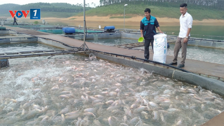 Phòng chống dịch bệnh thủy sản mùa mưa lũ (17/09/2023)
