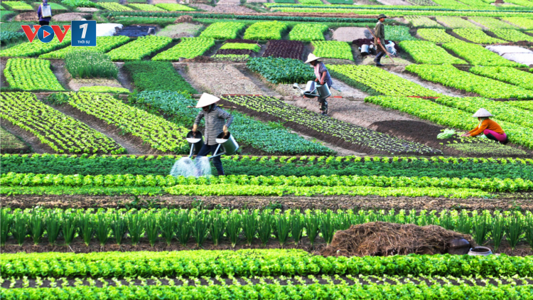 Sản xuất cây vụ đông 2023 - đột phá nhờ ứng dụng công nghệ (19/09/2023)