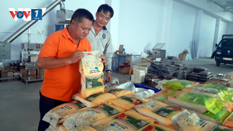 Tiền Giang: Giá lúa tăng cao, nông dân phấn khởi (30/08/2023)