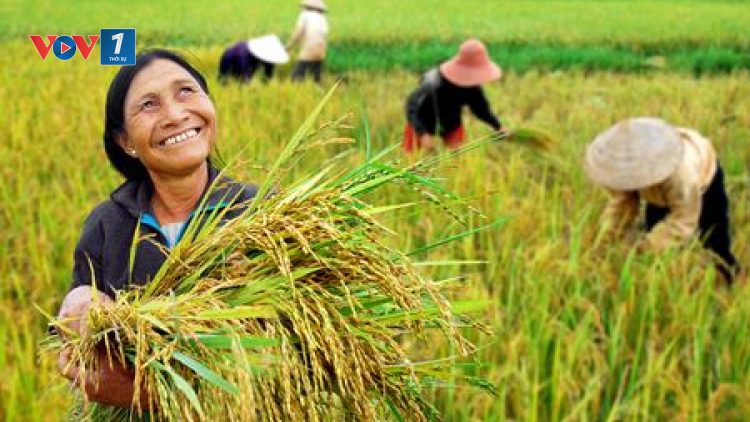 Thúc đẩy vai trò làm chủ của nông dân trong hợp tác xã (10/09/2023)