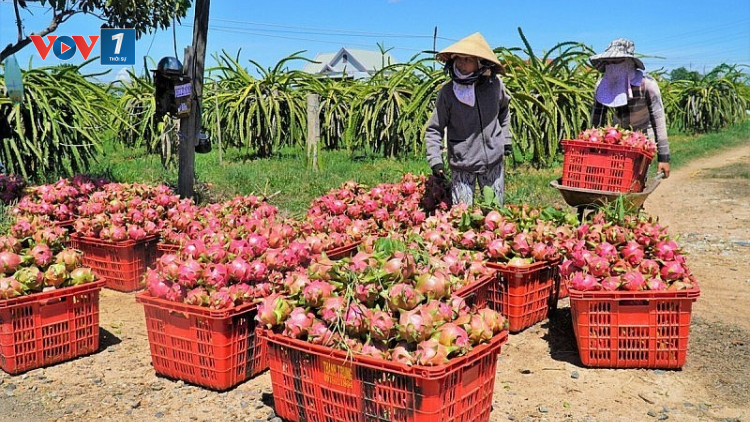 Xuất khẩu nông sản qua cửa khẩu Lào Cai - một năm được mùa(09/01/2024)