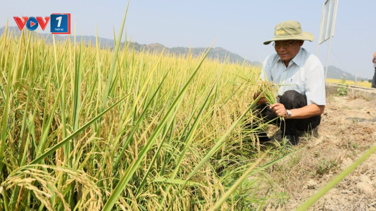 Bán thành công gần 17 tấn khí nhà kính từ trồng lúa - triển vọng phát triển sản phẩm nông nghiệp giảm phát thải ở Đắc Lắc (01/10/2024)