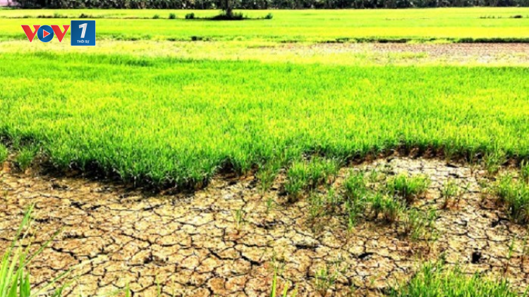 Thâm canh quá mức, vựa lúa ĐBSCL đối mặt suy thoái đất (08/10/2024)