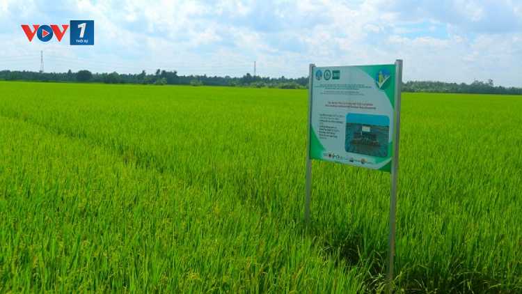 Sản xuất lúa giảm phát thải, tăng thêm thu nhập nông dân (18/10/2024)