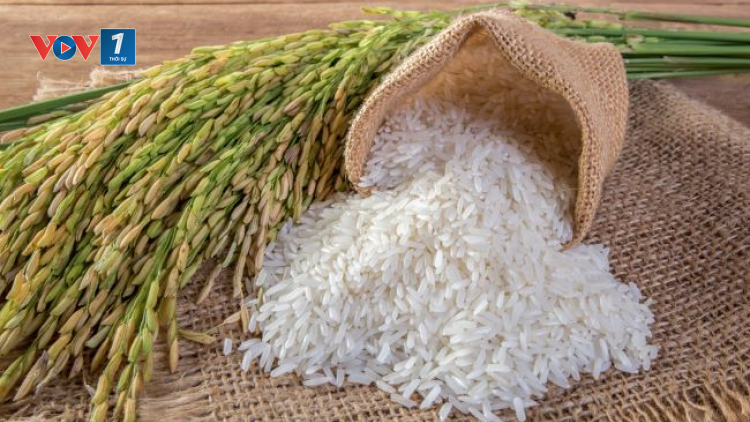 THỜI SỰ 12H TRƯA 9/10/2024: Thêm một thương hiệu gạo của Việt Nam thâm nhập thị trường Nhật Bản.