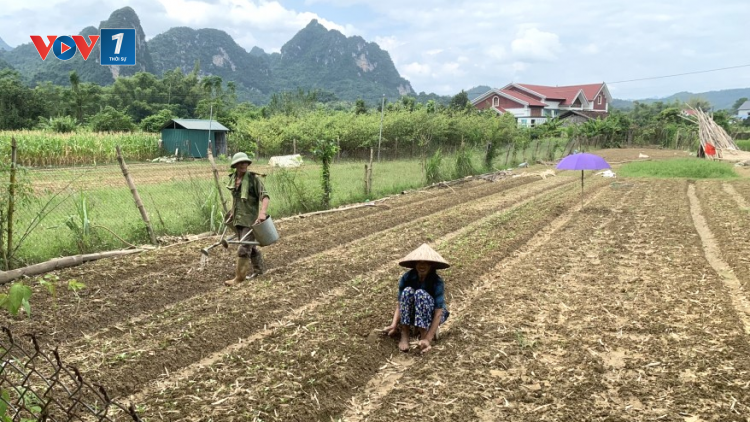 Đẩy mạnh khôi phục sản xuất nông nghiệp sau bão số 3 (20/10/2024)