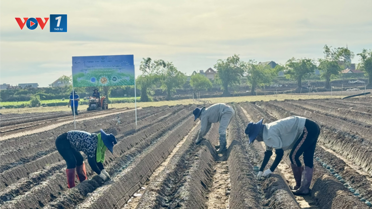 Liên kết trồng khoai tây công nghệ cao: tiềm năng cho vụ Đông ở miền Bắc (01/11/2024)