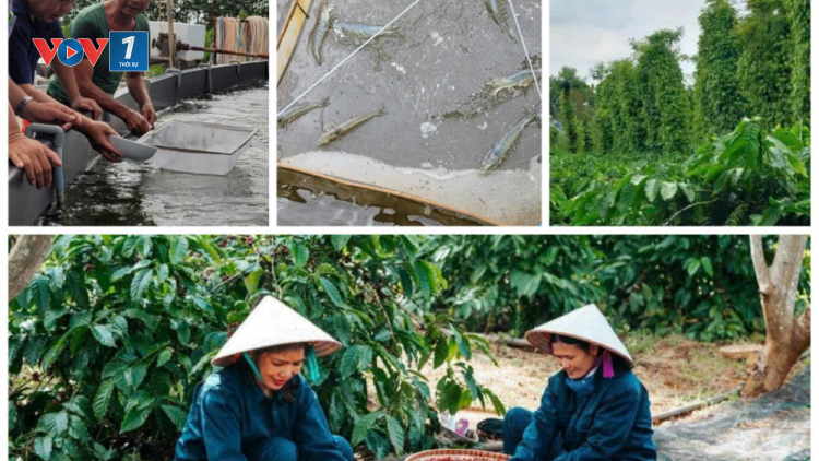 Bài 1 loạt bài "Nông nghiệp tuần hoàn, xu thế tất yếu của nền kinh tế xanh": Sạch môi trường - lợi nhà nông (10/10/2024)