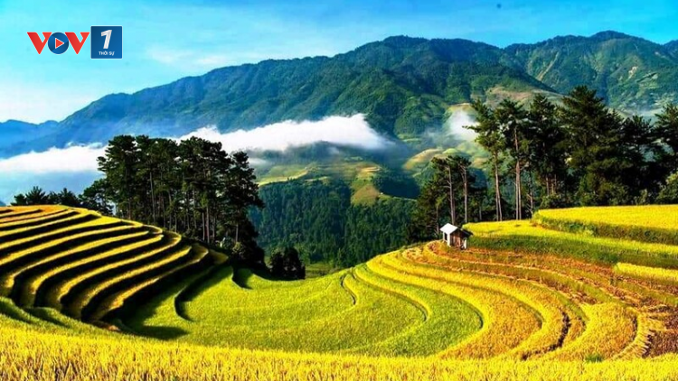 Cung đường "mùa vàng" ở vùng núi Tây Bắc