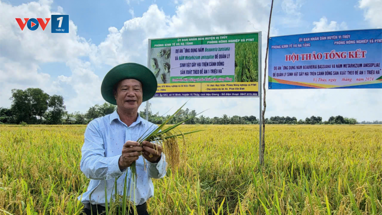 Hậu Giang: Ứng dụng nấm trắng, nấm xanh phòng trừ sinh vật gây hại trên lúa (26/10/2024)