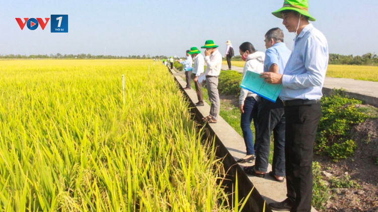 Đồng bằng sông Cửu Long: cần tập trung nghiên cứu giống lúa thích ứng với hạn mặn (23/10/2024)