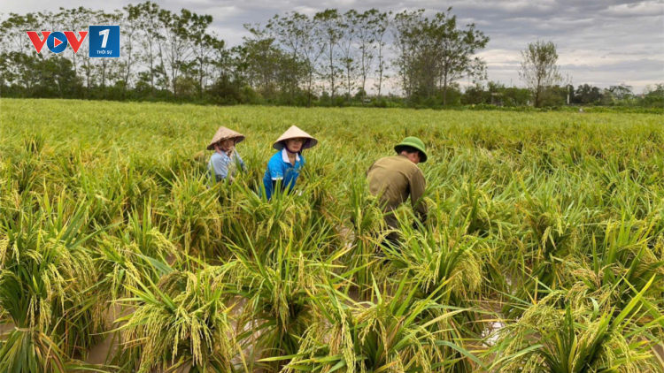 THỜI SỰ 6H SÁNG 19/10/2024: Thủ tướng Chính phủ chỉ đạo đẩy mạnh khôi phục sản xuất nông nghiệp sau bão số 3.