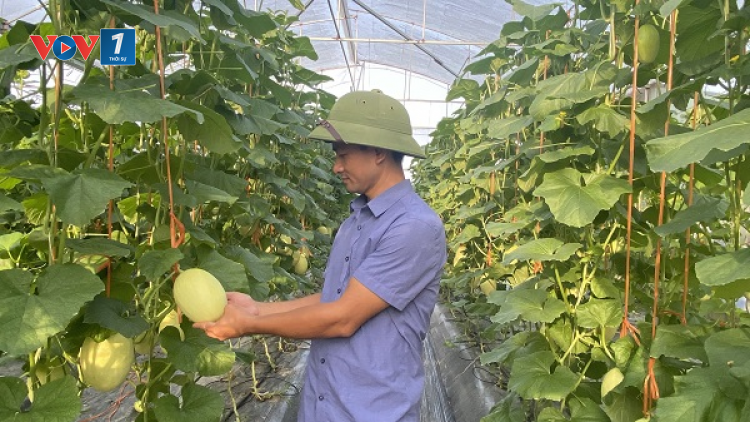 Giải pháp nâng cao hiệu quả công tác khuyến nông (23/11/2024)